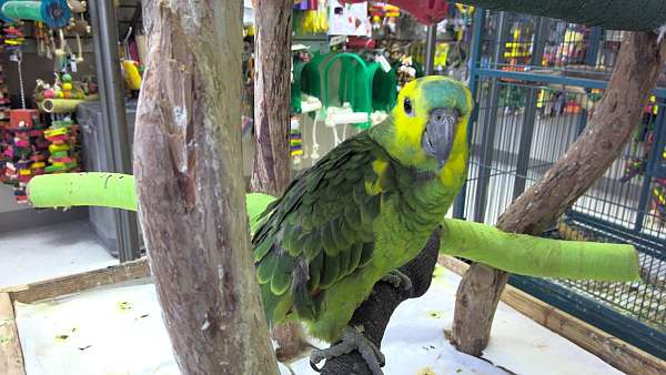 blue-front-amazon-parrot-for-sale