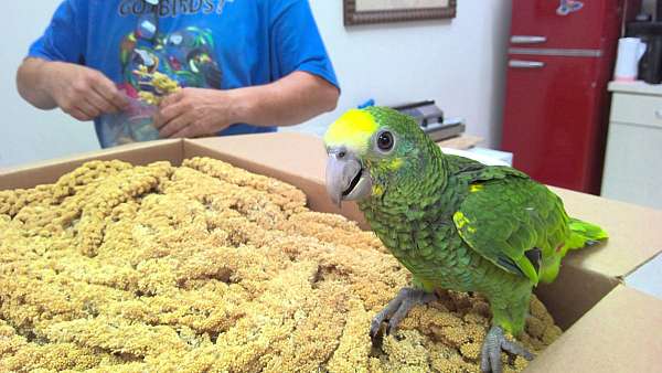 yellow-shoulder-amazon-parrot-for-sale-in-norcross-ga