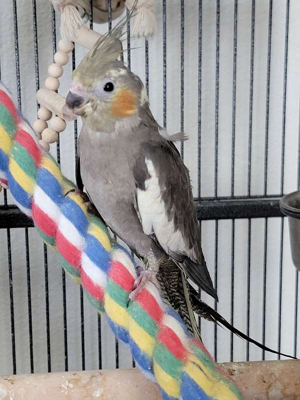 yellow-cockatiel-parrot-for-sale