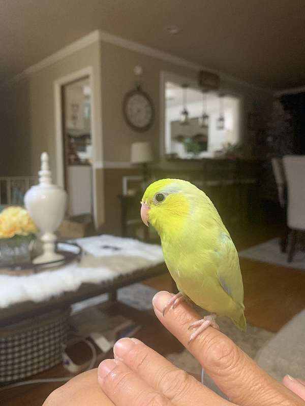 pied-yellow-bird-for-sale-in-albany-ny