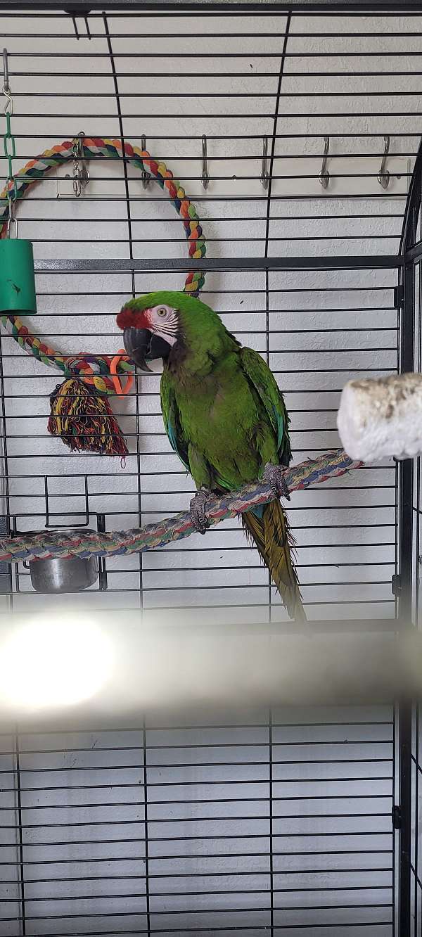 military-macaw-for-sale-in-twin-falls-id