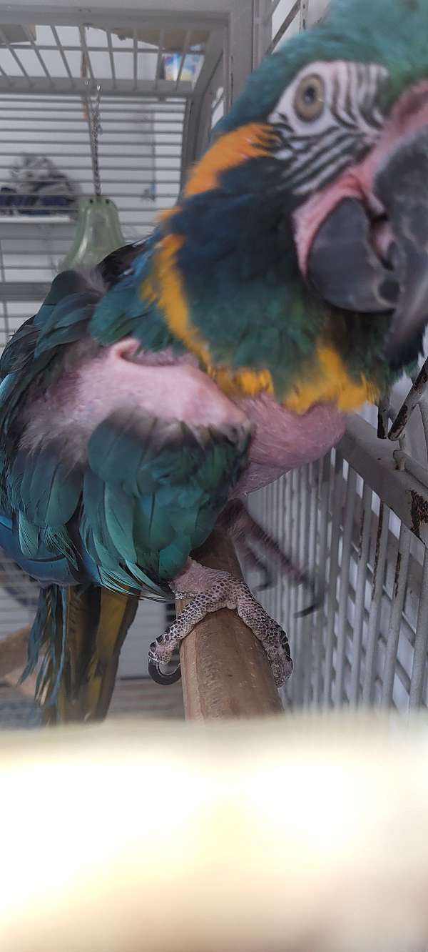 blue-throat-macaw-for-sale-in-twin-falls-id