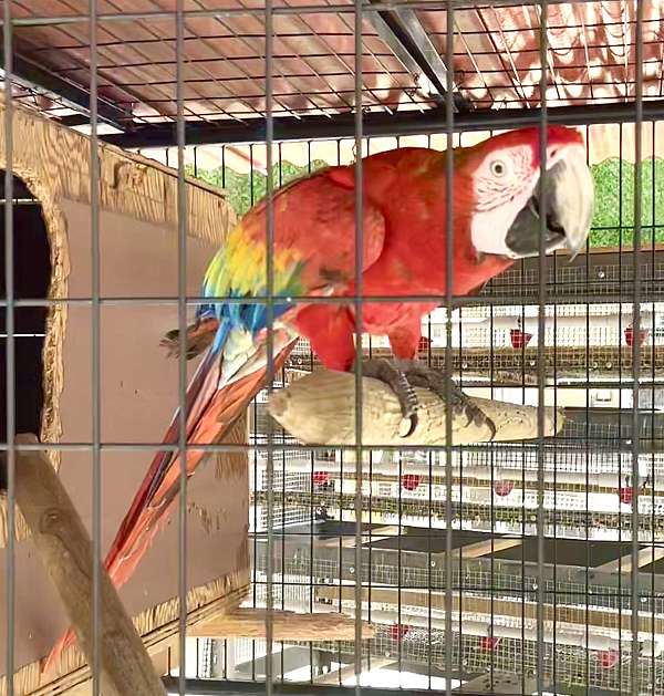 yellow-macaw-hybrid-macaw-for-sale