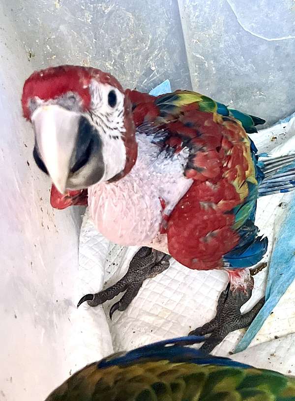 macaw-for-sale