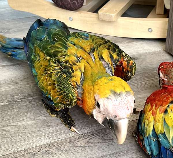 mixed-macaw-for-sale