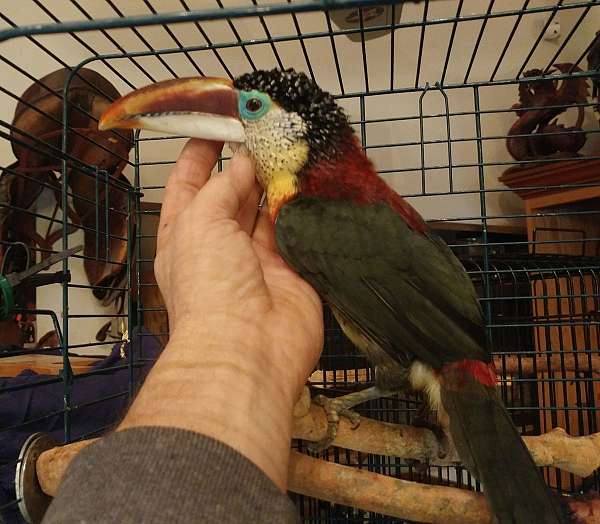 pet-bird-for-sale-in-vista-ca