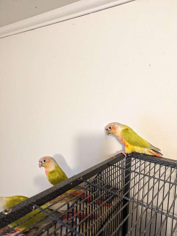 conure-for-sale