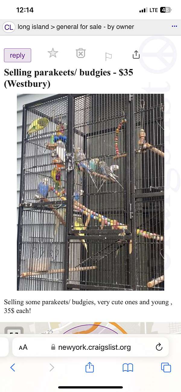 parakeet-for-sale-in-westbury-ny