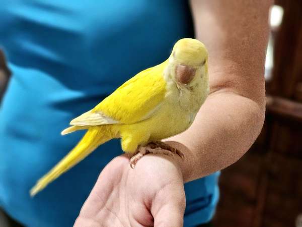 bird-parrot-for-sale-in-elsie-mi