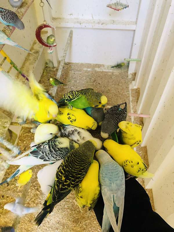 parakeet-for-sale-in-stockton-ca