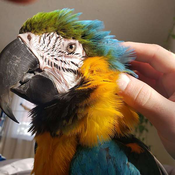 macaw-blue-gold-macaw-for-sale-in-west-virginia