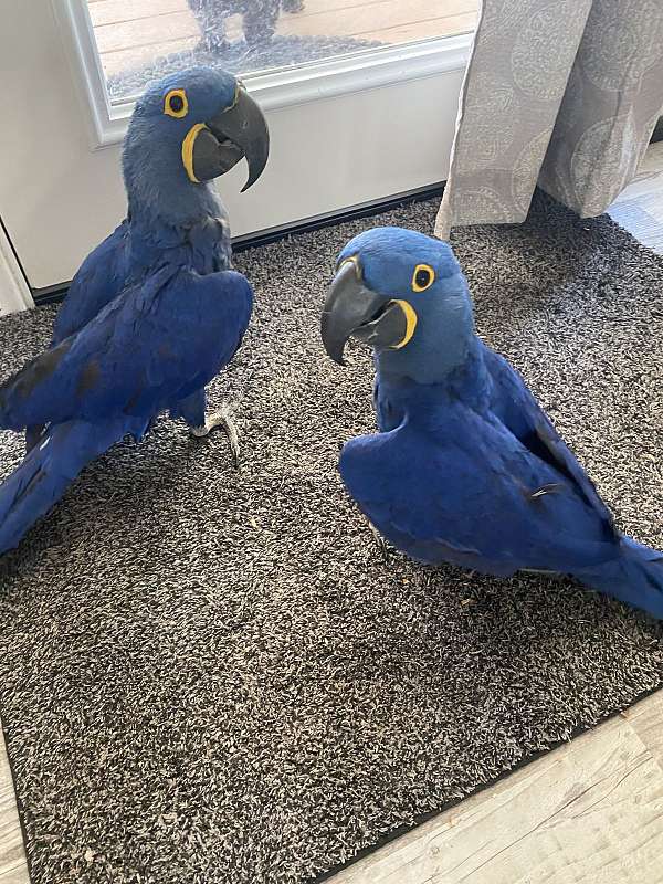 hyacinth-macaw-for-sale-in-weatherford-tx