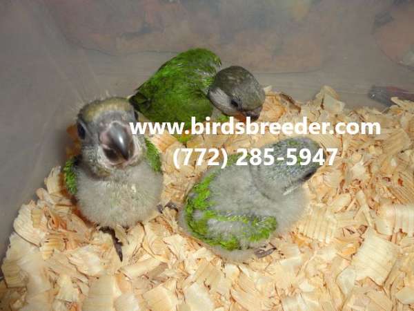 senegal-poicephalus-parrots-for-sale