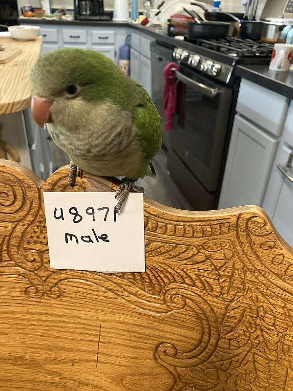 green-quaker-parrots-for-sale