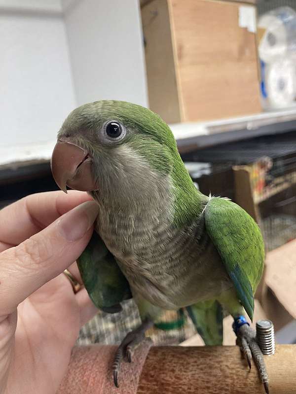green-bird-for-sale