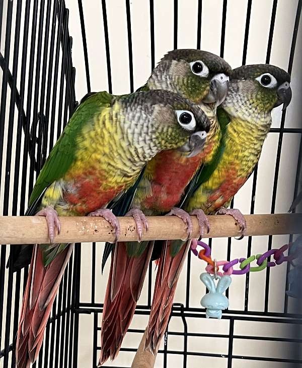 conure-for-sale