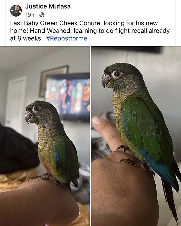 9 week Green Cheek Male Split Pineapple