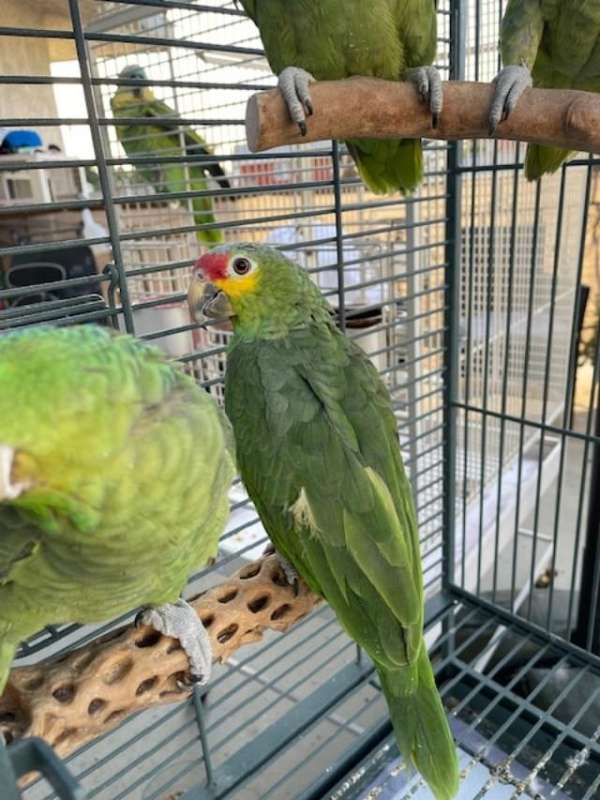 lory-red-lory-for-sale-in-huntington-park-ca