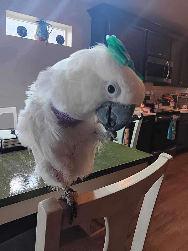 cockatoo-for-sale-in-idaho