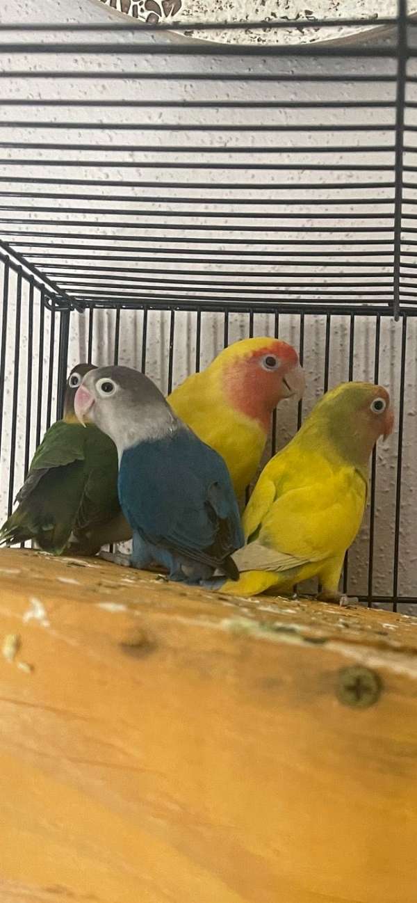 lovebird-for-sale-in-stafford-tx