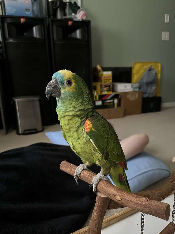 blue-front-amazon-parrot-for-sale-in-clermont-fl