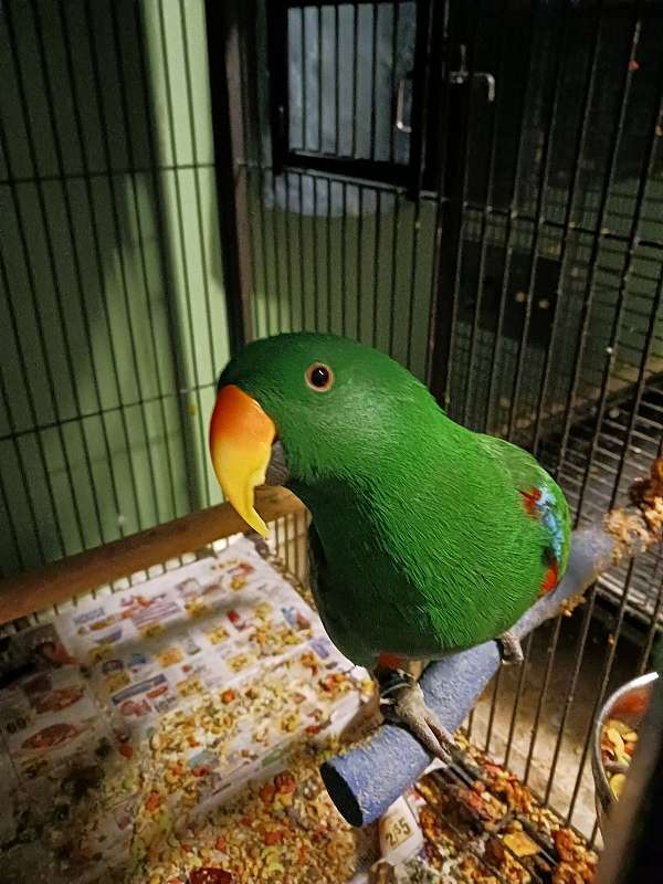 eclectus-parrots-for-sale-in-bennettsville-sc