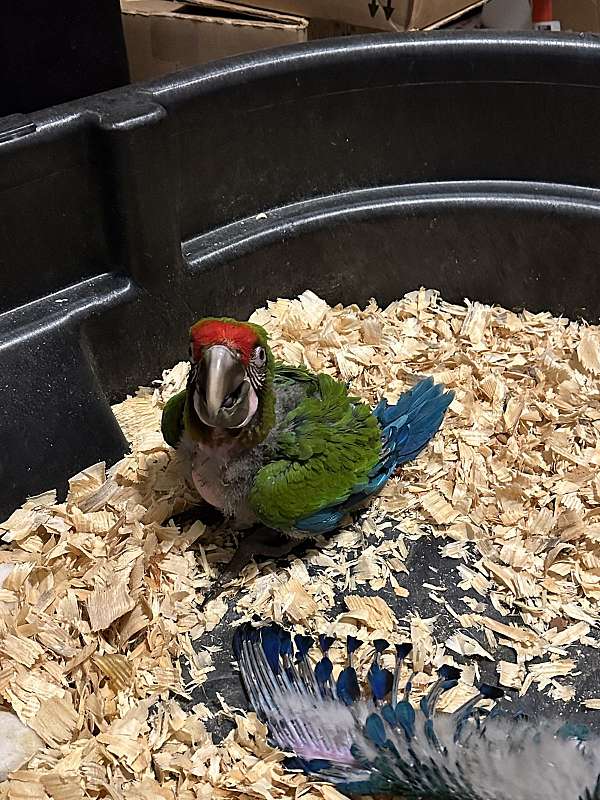 macaw-for-sale