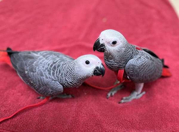 african-grey-parrot-for-sale