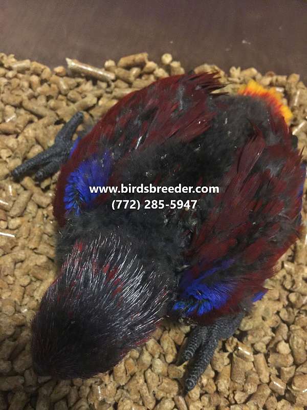 vosmaeri-eclectus-parrots-for-sale