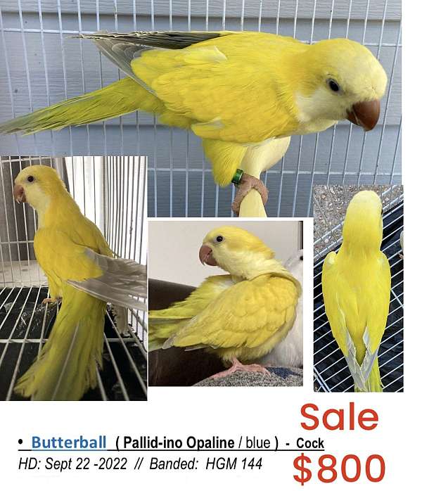 quaker-parrots-for-sale-in-la