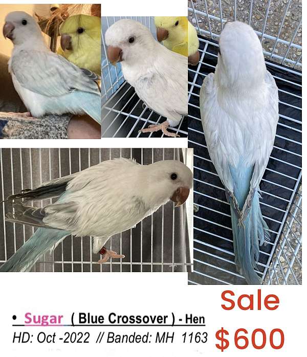 young-bird-for-sale-in-la