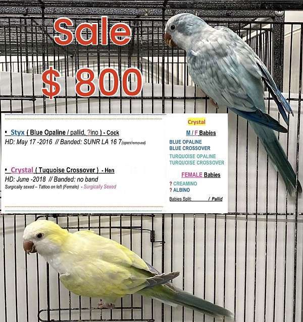 mature-bird-for-sale-in-denham-springs