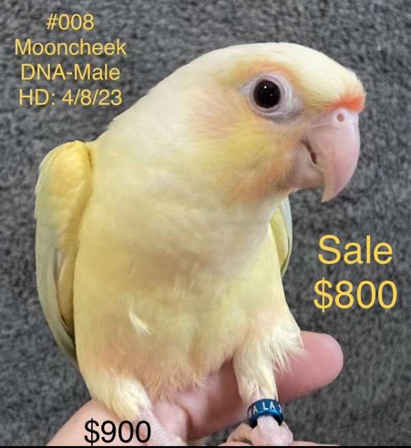 male-bird-for-sale-in-la