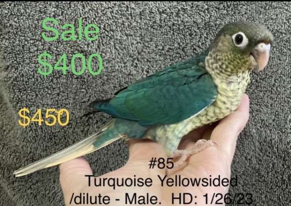 cinnamon-green-bird-for-sale-in-denham-springs