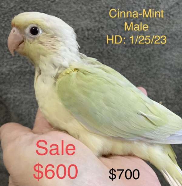 green-cheek-conure-for-sale