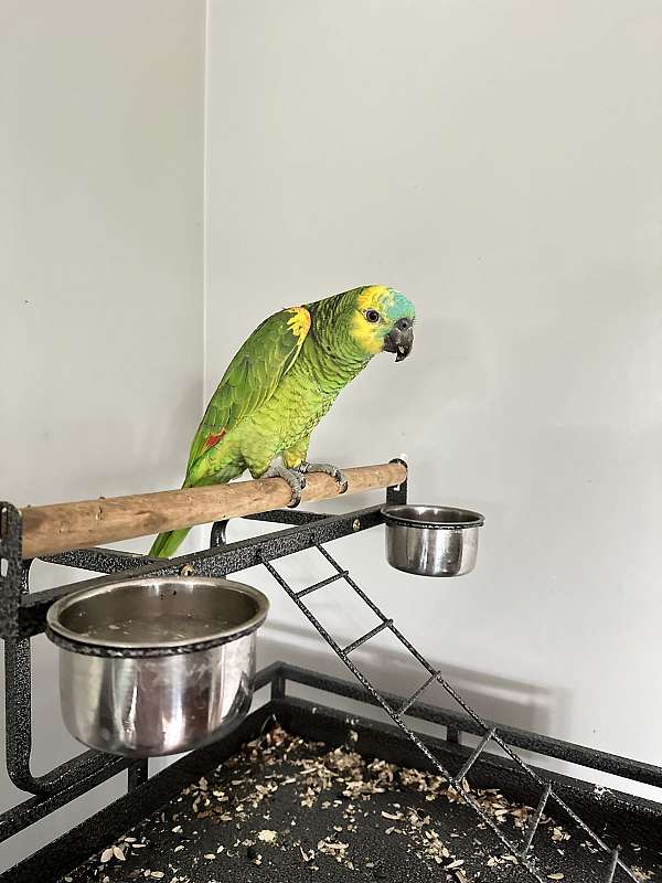 blue-front-amazon-parrot-for-sale-in-dundee-il