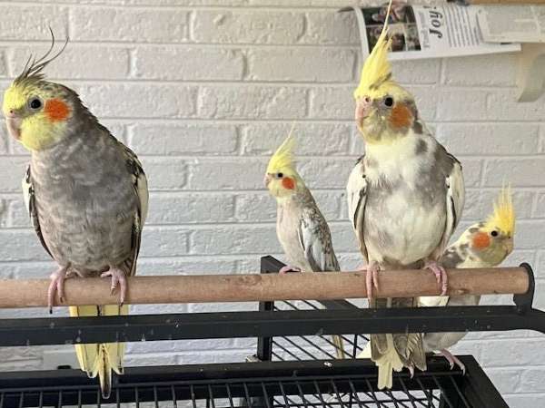 cockatiel-for-sale