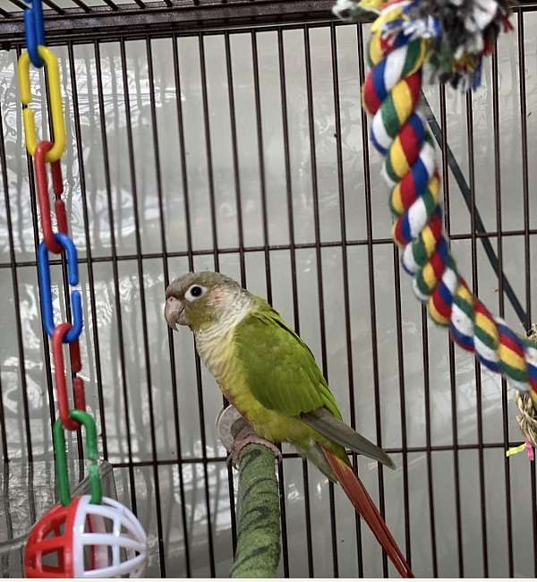 cinnamon-bird-for-sale