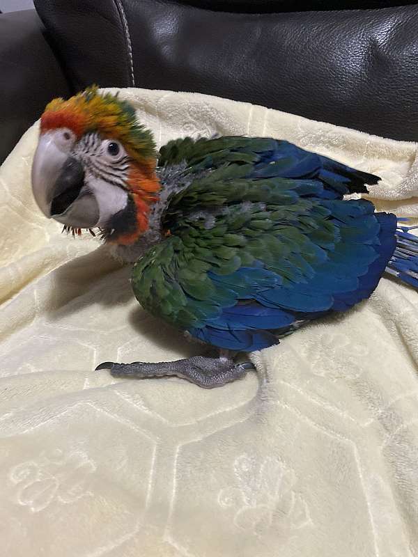 macaw-for-sale-in-anderson-tx