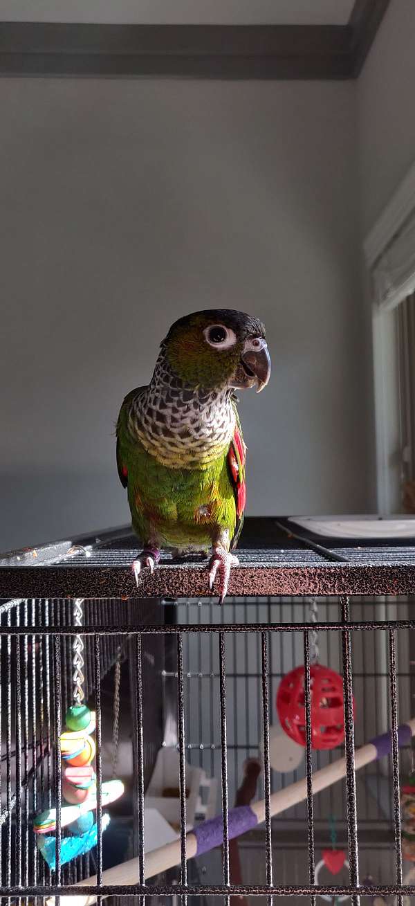 conure-for-sale-in-raleigh-nc