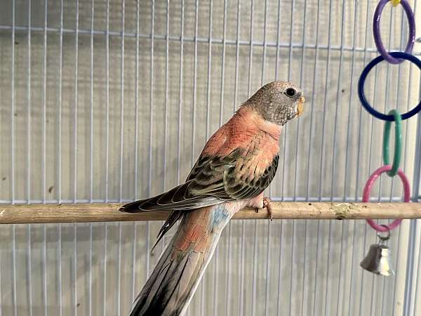 bourke-parakeet-for-sale-in-kentucky