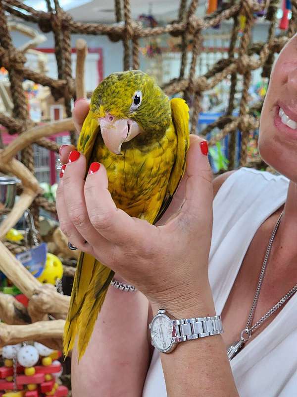 conure-for-sale