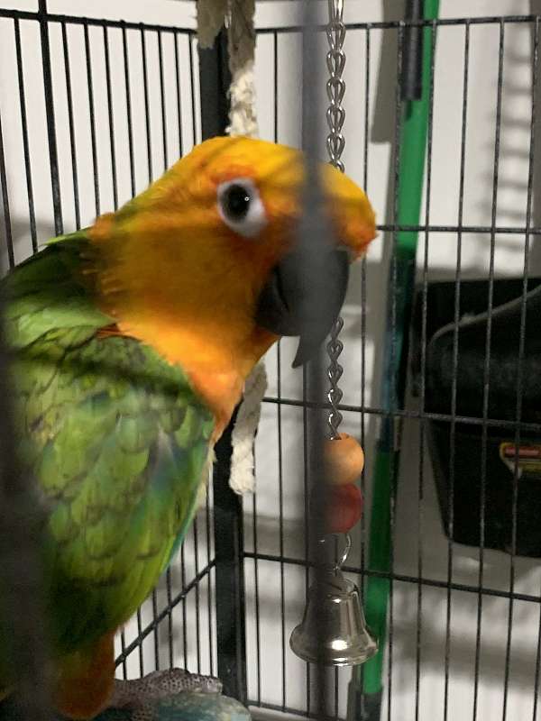 conure-for-sale