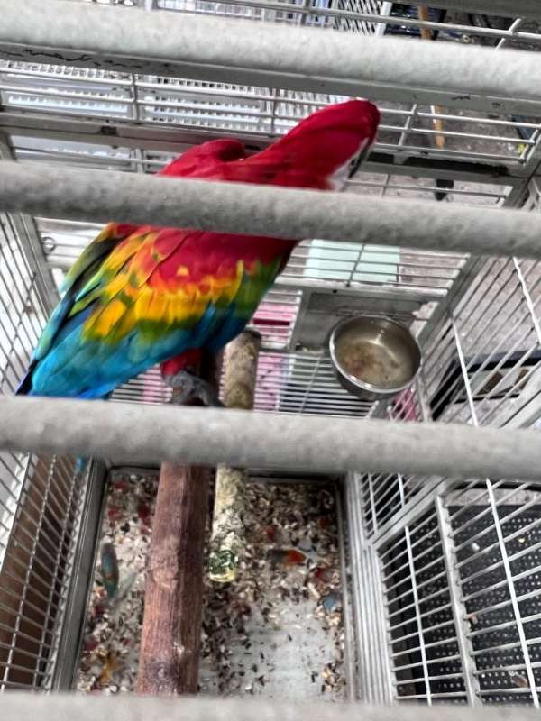 macaw-for-sale