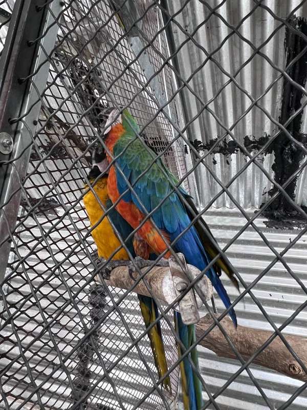 mixed-macaw-for-sale