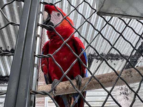 adult-macaw-for-sale