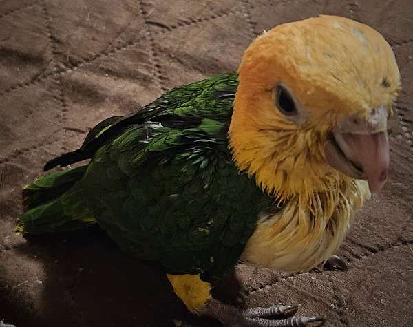 white-bellied-caique-for-sale-in-cynthiana-ky