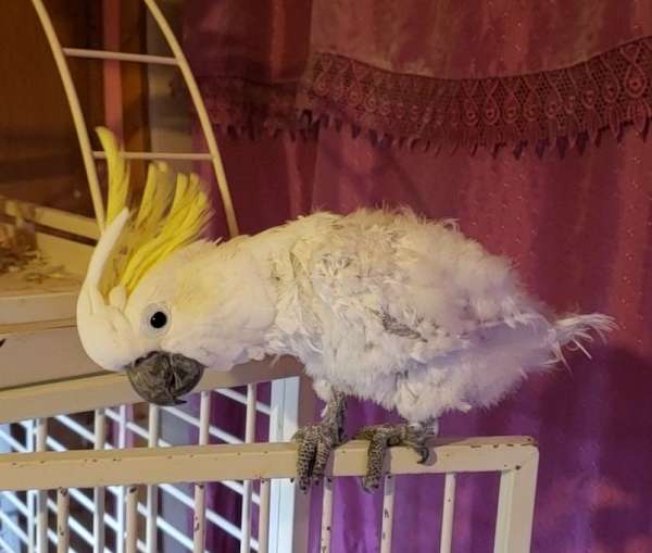 cockatoo-for-sale-in-vineland-nj