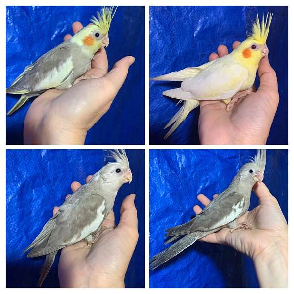 cockatiel-for-sale