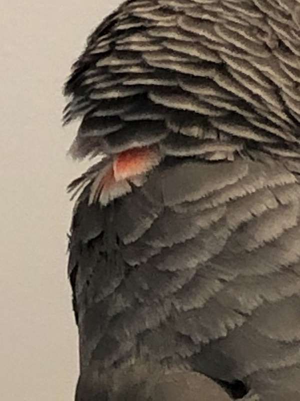 congo-african-grey-parrot-for-sale-in-weatherford-tx